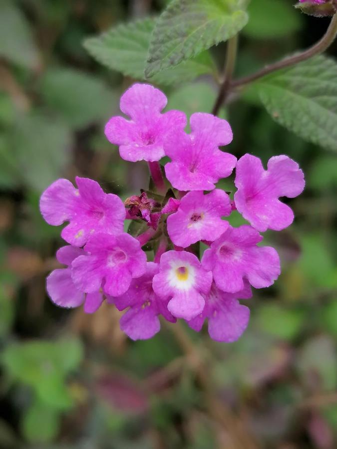 Finca El Abuelo バルバテ エクステリア 写真